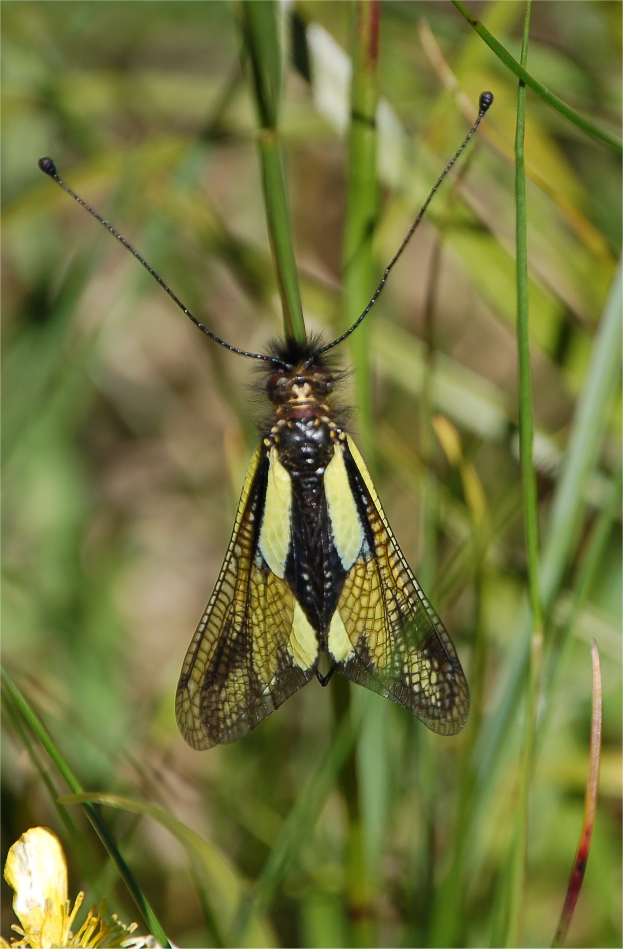 Libelloides coccajus